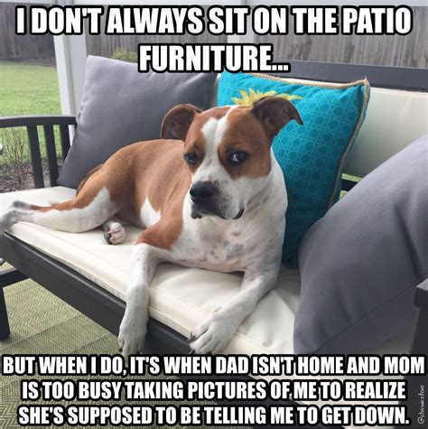 funny memes pictures dogs|interesting opinion but dog meme.